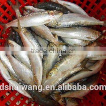 Frozen Sardine for bait with size 60 - 70 pcs / 10kg ctn