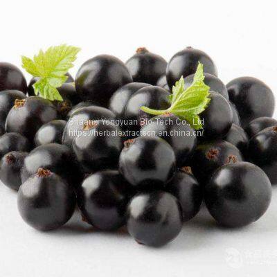 Black currant Extract Anthocyanidins 25%, Ribes nigrum Extract Anthocyanins 5%, Black currant fruit powder, Yongyuan Bio