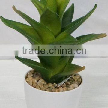 Best selling indoor decoration aloe vera processing plant