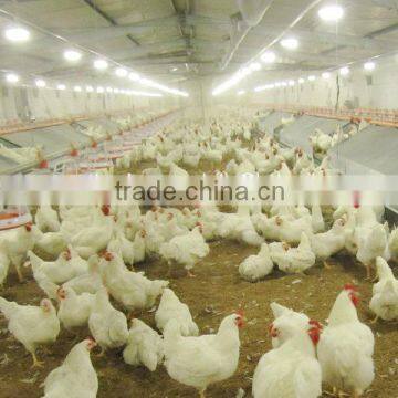 Full Set High Quality Breeder House Poultry Equipment