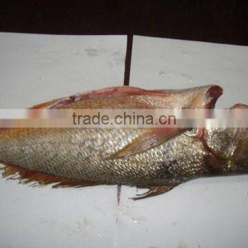 Frozen Mexico Yellow Croaker Fish