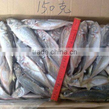 Frozen Horse Mackerel