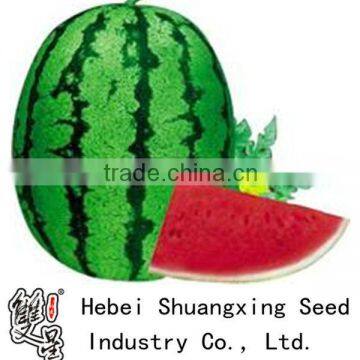 Overlord 1 extremly early mature fruit easily f1 watermelon seeds