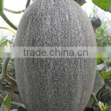 Blue star oval shape orange flesh f1 melon seeds