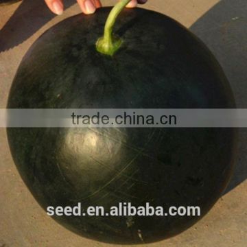 Nofa No.4 round black seedless watermelon seed