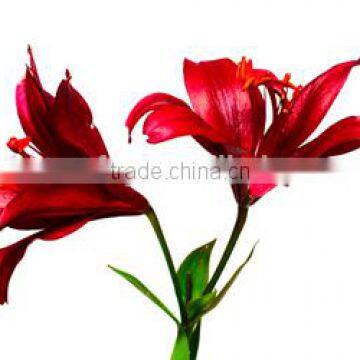 Red Flower Painting Canvas prints canvas photo printing pictures High Q. Wall Decor Paintings on Canvas