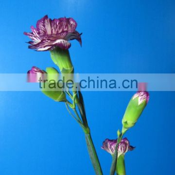 Diversified in packaging best selling high quality carnation