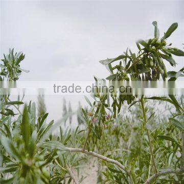 2015's New Crop Fresh and Dried Gojiberry photo-4