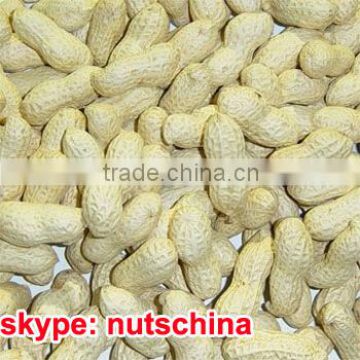 2014 new crop Chinese peanut in shell 7/9 9/11 11/13 2/4