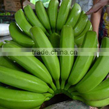 FRESH CAVENDISH BANANA for Export