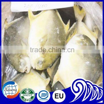 New Wholesale Seafood Whole Round Frozen Golden Pomfret/Pompano Fish