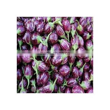 Brinjal Exporters