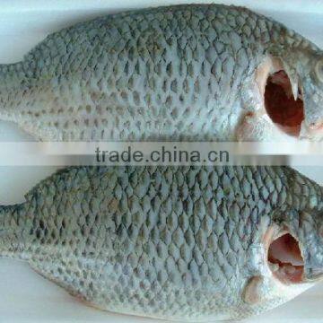 FROZEN BLACK TILAPIA WHOLE ROUND