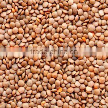 Red lentils whole/Masur dal/whole red lentils