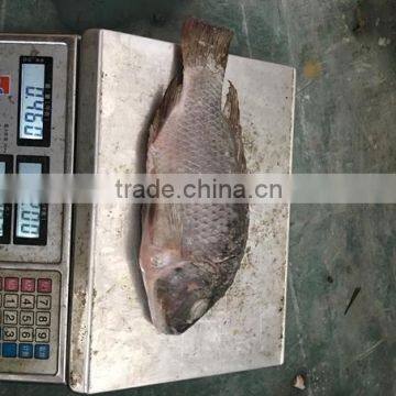 Frozen Black Tilapia For Sale/Chopa photo-6