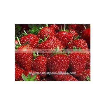 DELICIOUS Red STRAWBERRY FROM EGYPT photo-3