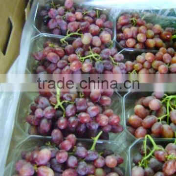 Fresh Red GlobeGrapes