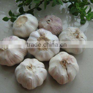 new price of normal white garlic