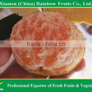 Top sweet juicy yongchun Lokan mandarin with competive price from China