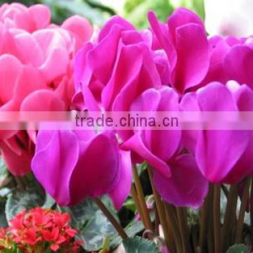 High Quality Cyclamen Seeds Flower Seeds For Cultivation