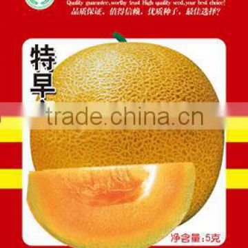 Hybrid round yellow peel orange flesh muskmelon seeds for growing-Eatly honey