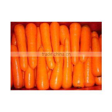 Fresh Carrot(80g-150g 150g-200g 200g-250g 250g-300g)