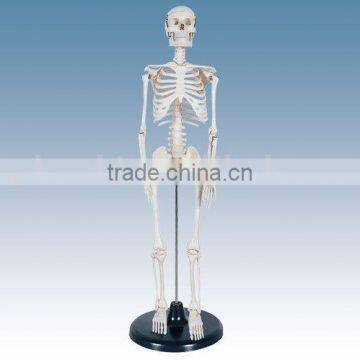 Model of human skeleton 85cm