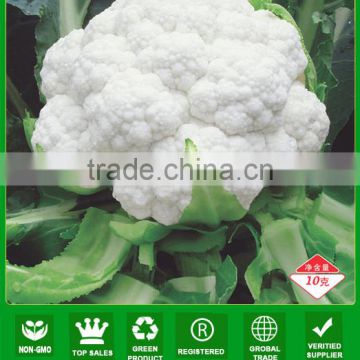 CF37 Xueguan 100 days f1 hybrid white cauliflower seeds for planting