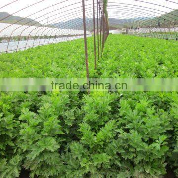 Early Maturity Cold Resistant High Yield Celery Seeds Empress Cerely photo-2