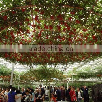 High quality hot sale Hybrid F1 tree tomato seeds George F1