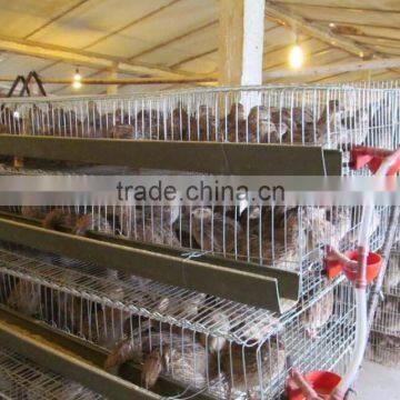 A type quail cage for Zimbabwe farm