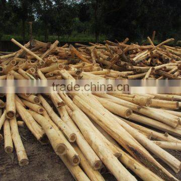 High quality Acacia logs! Acacia log