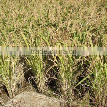 Liquid Fertilizer photo-3