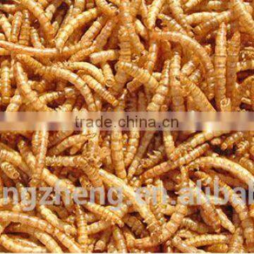 Cat Food 2.5--2.8 cm Freeze Dried Mealworms;Yongzheng Dried Mealworms For Cat