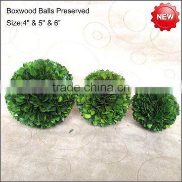 Boxwood balls preserved