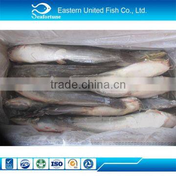 hot sale wholesale health trachinotus ovatus