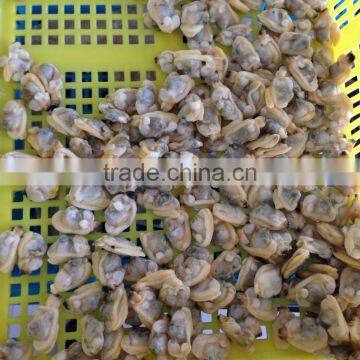 Sands off Short Necked Clam Meat photo-2