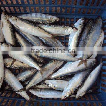 Frozen Sardine Fish for Canned or Bait photo-2