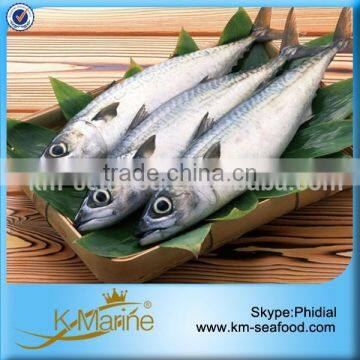 Zhejiang Seafood Frozen Japanese Mackerel Fish