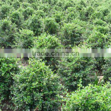 Carmona Microphylla Shrub Trees photo-4