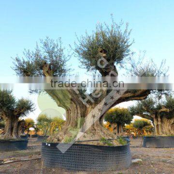 Cieza Collection - Millenary Olive Trees photo-5