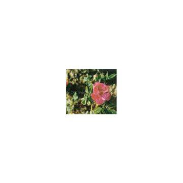 rose flower extract(sales5 at lgberry dot com dot cn )