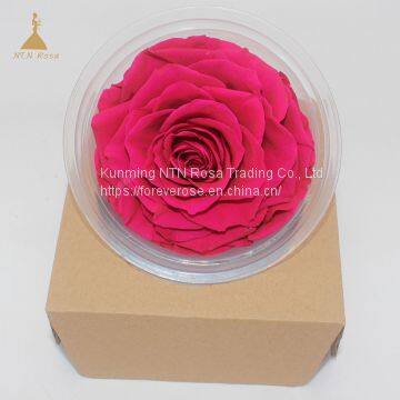 Big Size Preserved Flower Rose for Decor Supplies photo-5