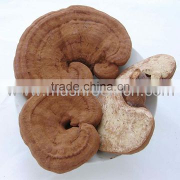 organic ganoderma red mushroom