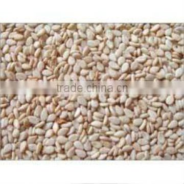 India sortex sesame seeds