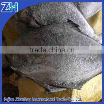 frozen pomfret fish black pomfret new stock!