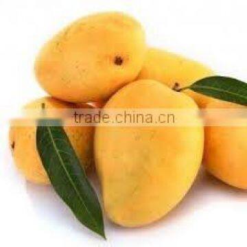 Best Quality Fresh Mango photo-2