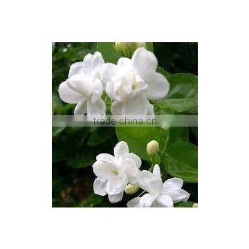 Leading Supplier for Jasmine Essential Oil at Cheapest Cost