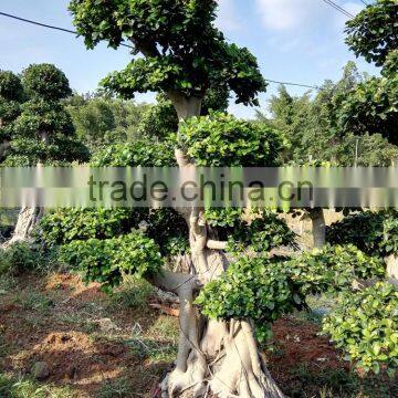 Ficus tree for road to dust exhaust gas absorption