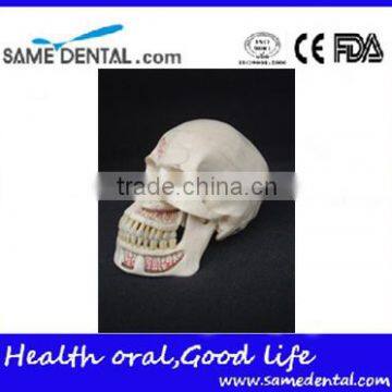 Dental ten section skull model DEA-40